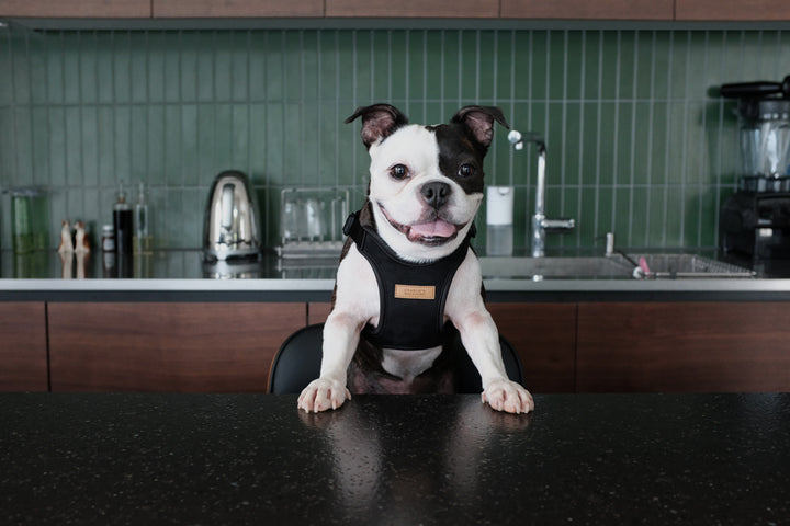 how to put a harness on a bulldog