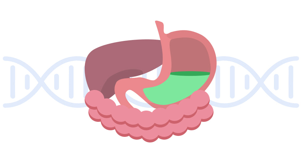 Gastro Intestine Health.jpg__PID:6962d9eb-faf5-48e8-90e9-bc6999367239