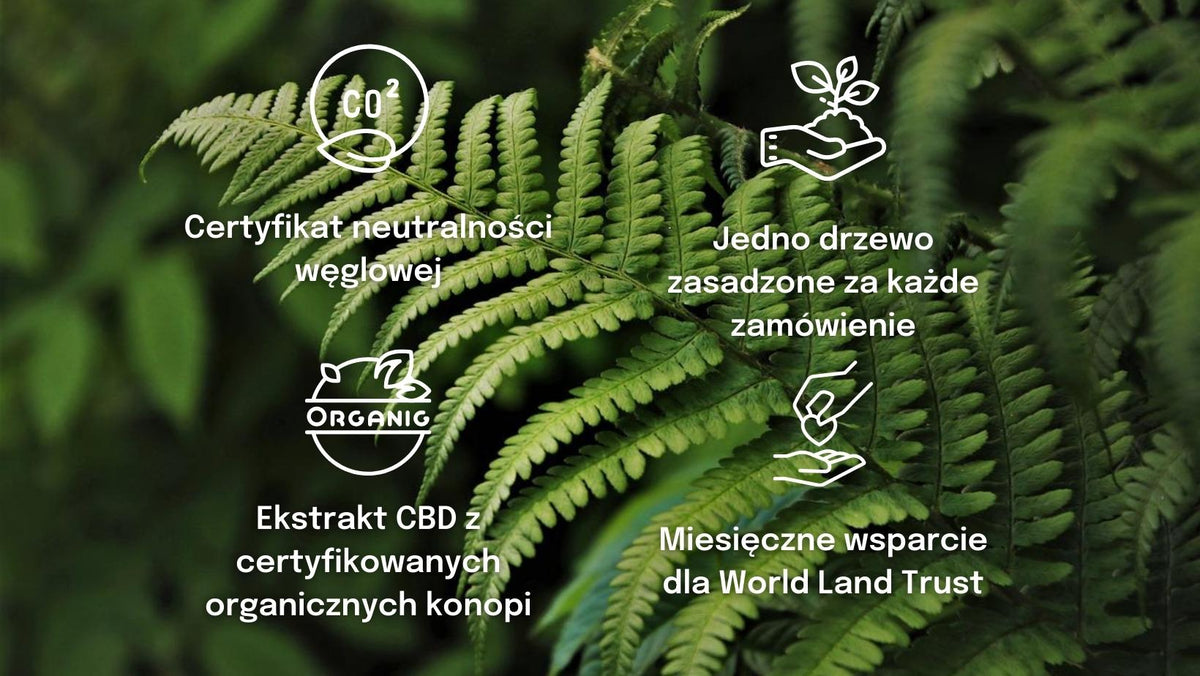 olejek cbd opinie