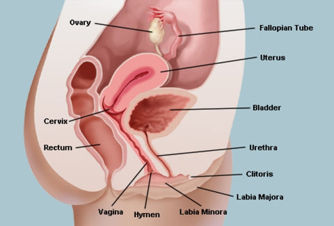 diagram of a vagina