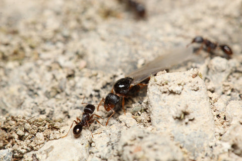 Reine Tetramorium immigrans