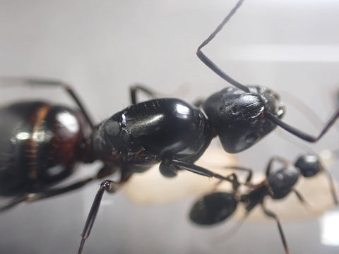 Camponotus vicinus noir