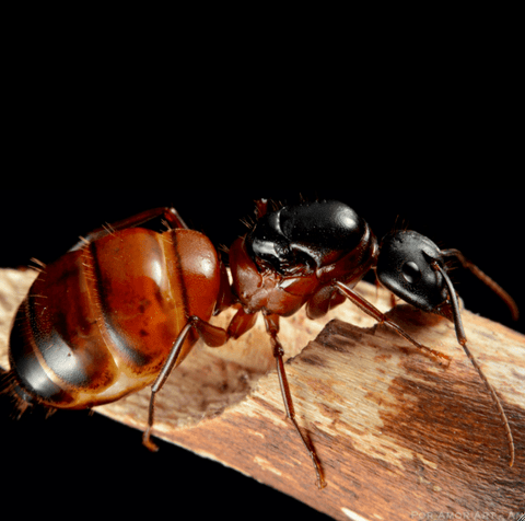 reine Camponotus vicinus rouge