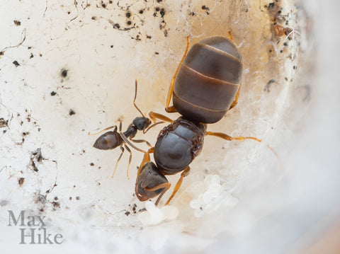 Colonie de Lasius americanus