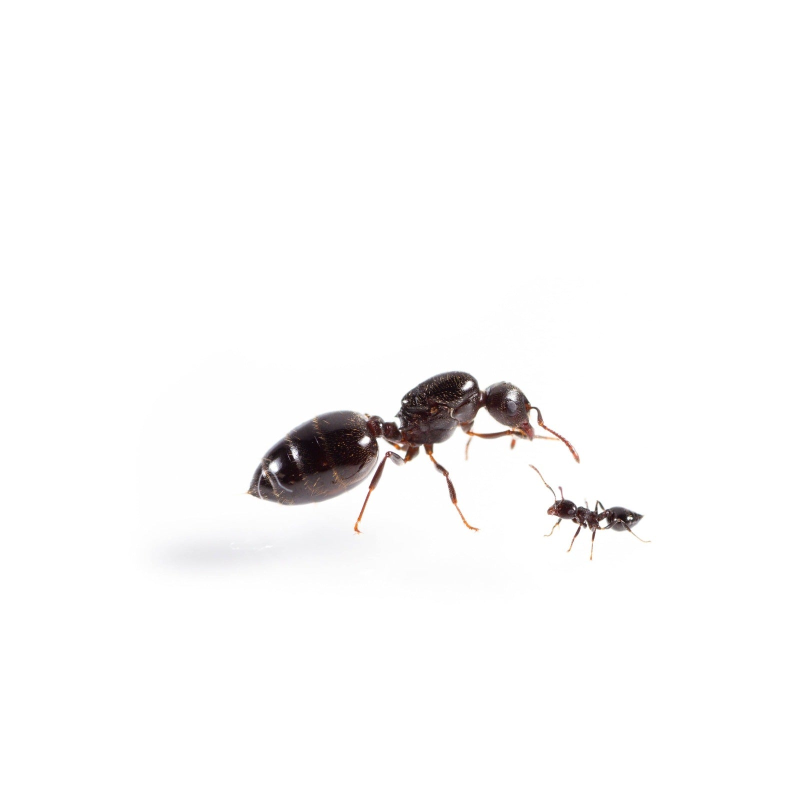 acrobat ants