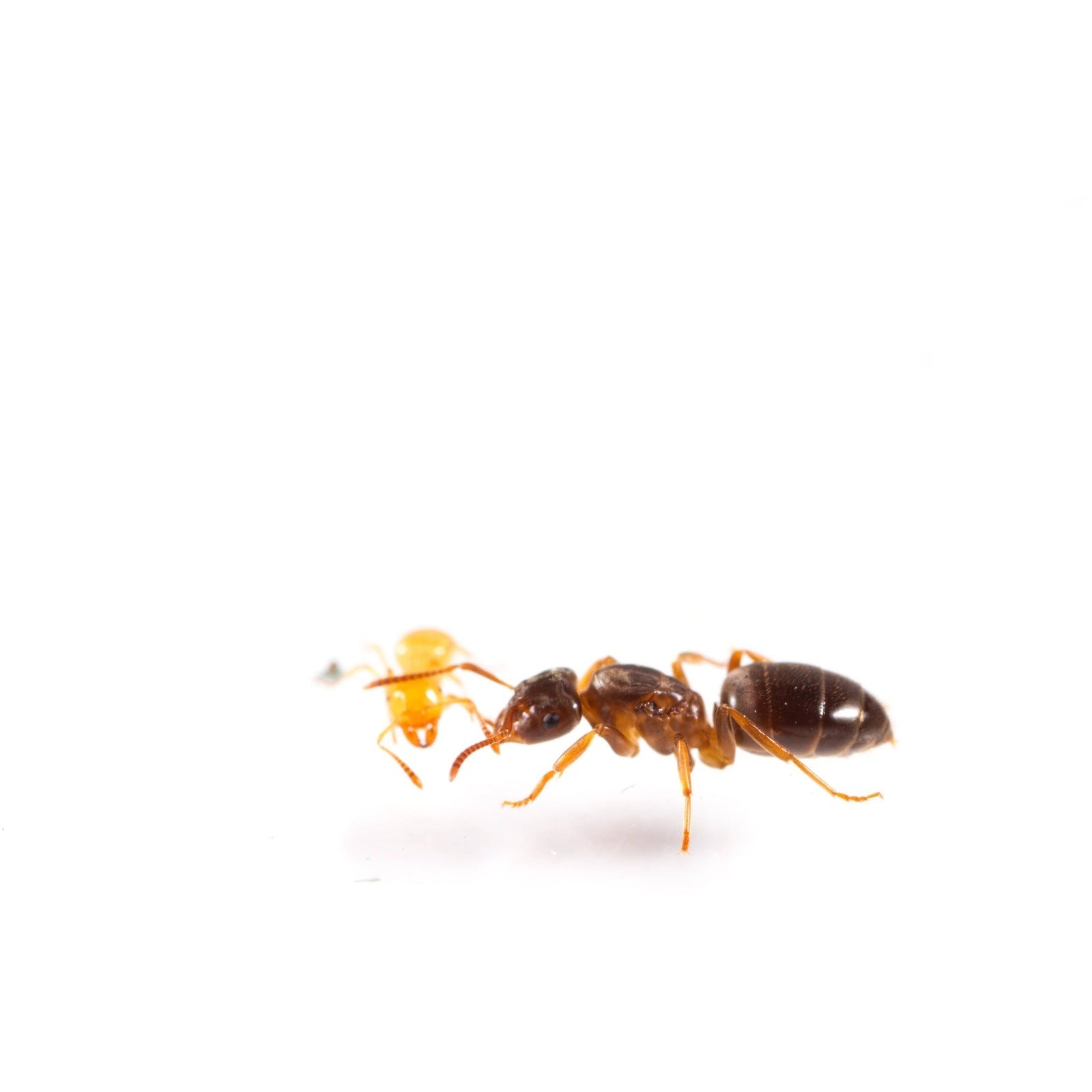 Lasius aphidicola (Shaded Fuzzy Ant) – Canada Ant Colony