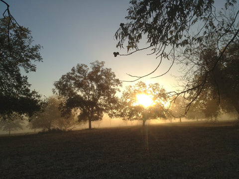 Pecan Tree Orchard in Fog