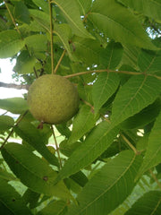 black walnuts