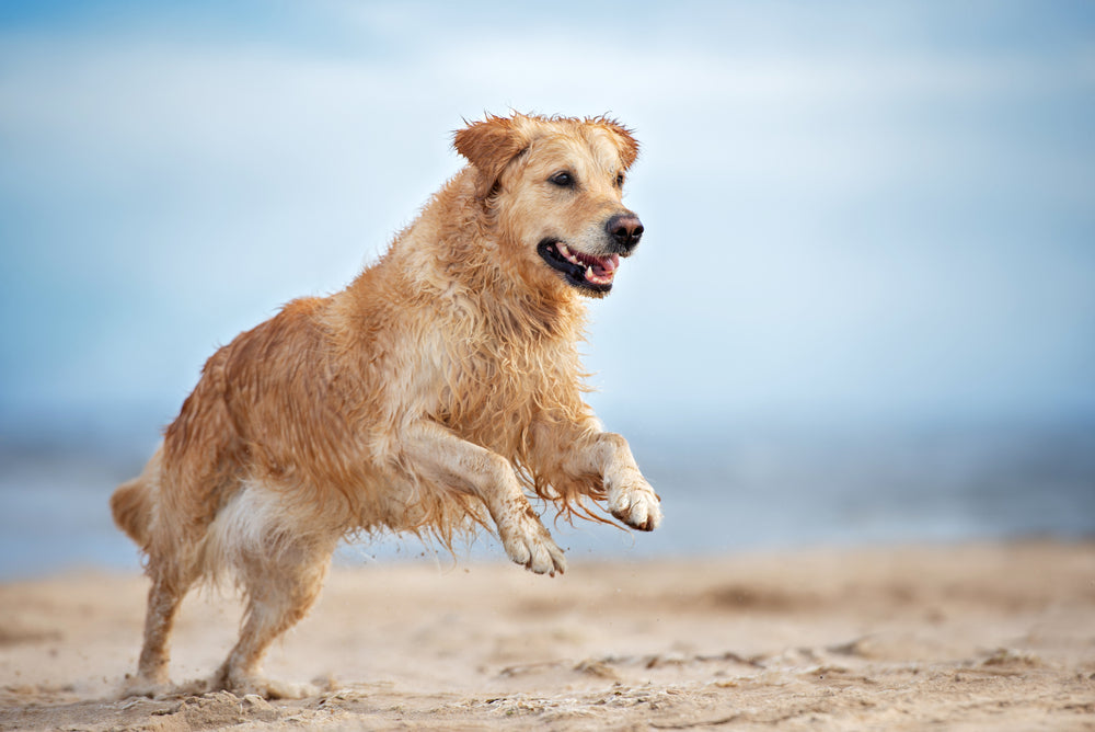 can you use colloidal silver on dogs ears