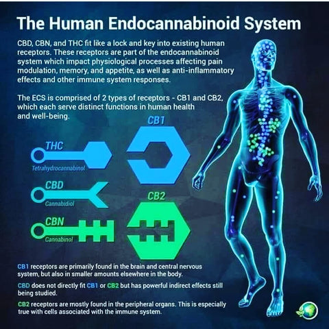 informational picture about the Human Endocannabinoid System
