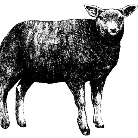 Lamb