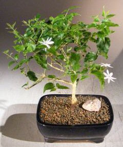 Flowering Downy Jasmine Bonsai Tree (jasminum 'multiflorum')