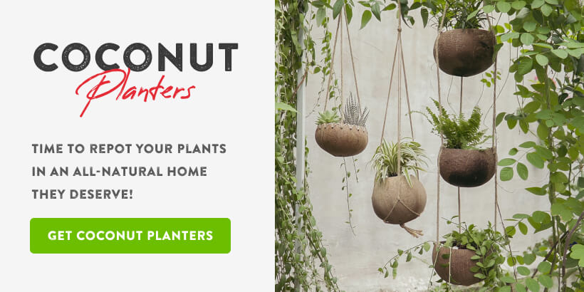 10 Plants You Can Grow in Coconut Planters (2020)