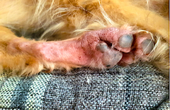 Paw Problems (Part 1 of 4): Paw Pad Injuries, Cracked Pads, Paw Lickin –  Vital Vet