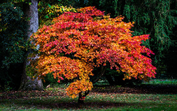 Maple tree