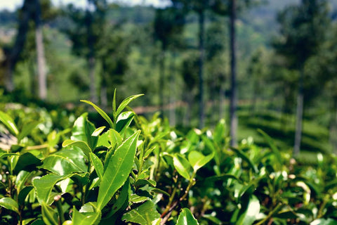 Ceylon black tea - Kola Goodies