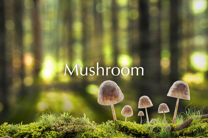 Mushrooms and forest