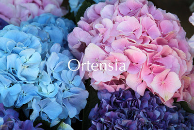 Ortensia