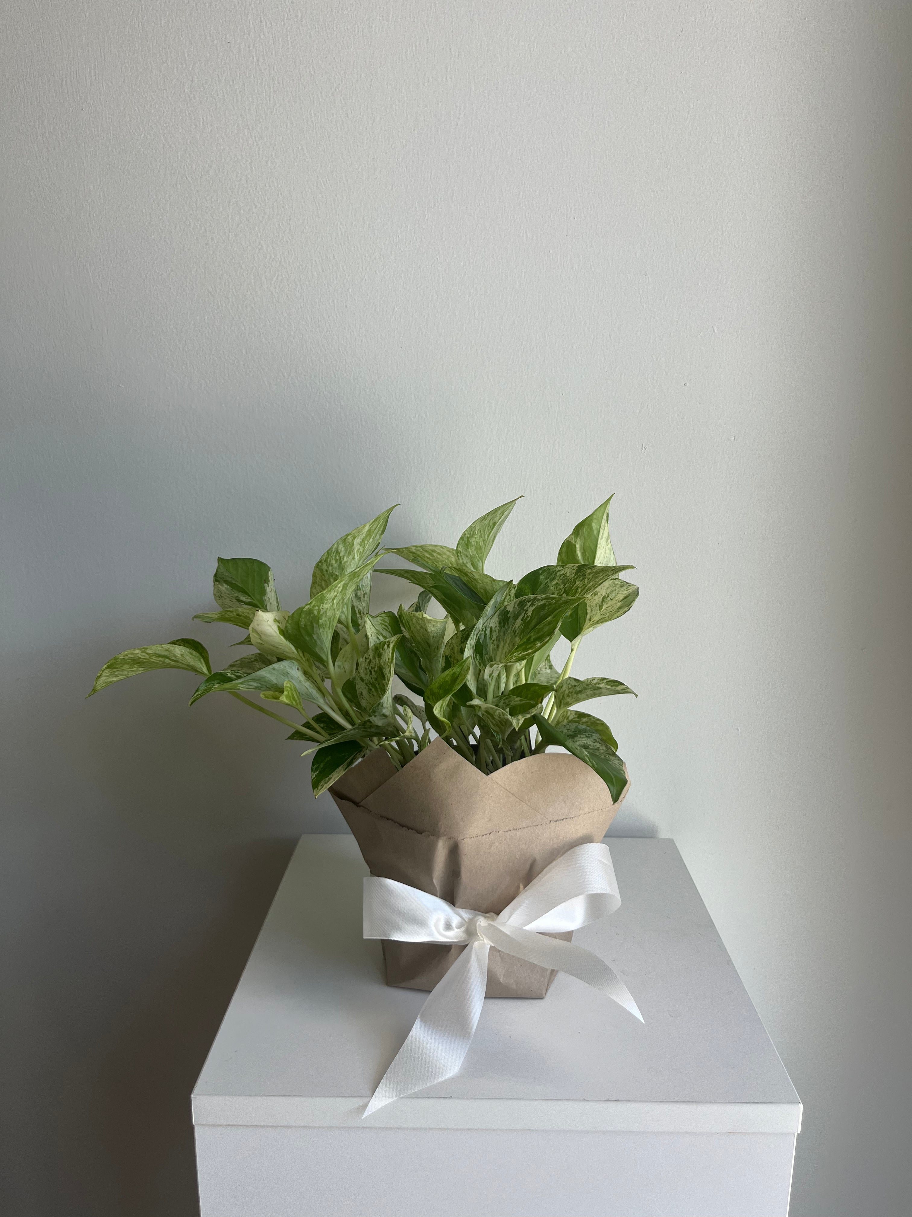 POTHOS MARBLE QUEEN 6-inch