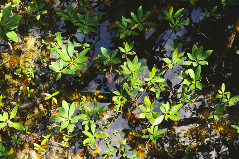 Malizia Mangrove Tree Planting