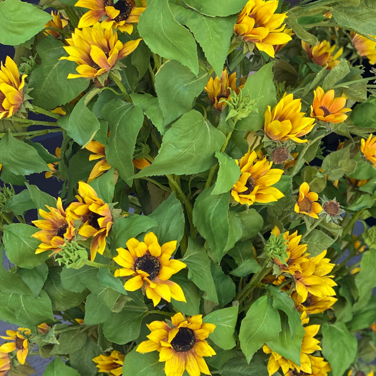 Barbara King 3pc Perennial Sunflower Maximillian Barbara King Home And Garden