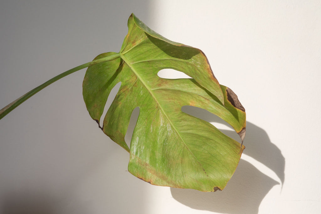 Problème sur mon Monstera et mon Pothos : Plantes d'intérieur