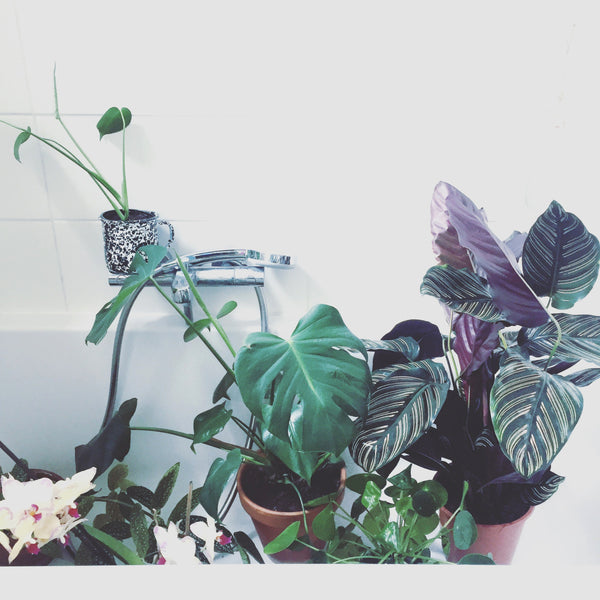 Humidificateur Plantes - Tests & Avis