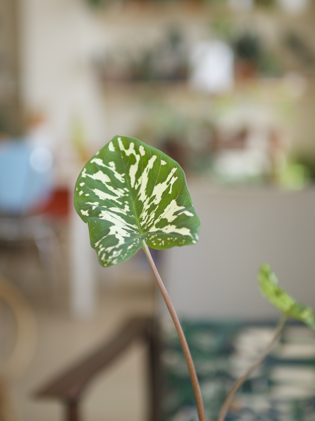 Caladium praetermissum Noé