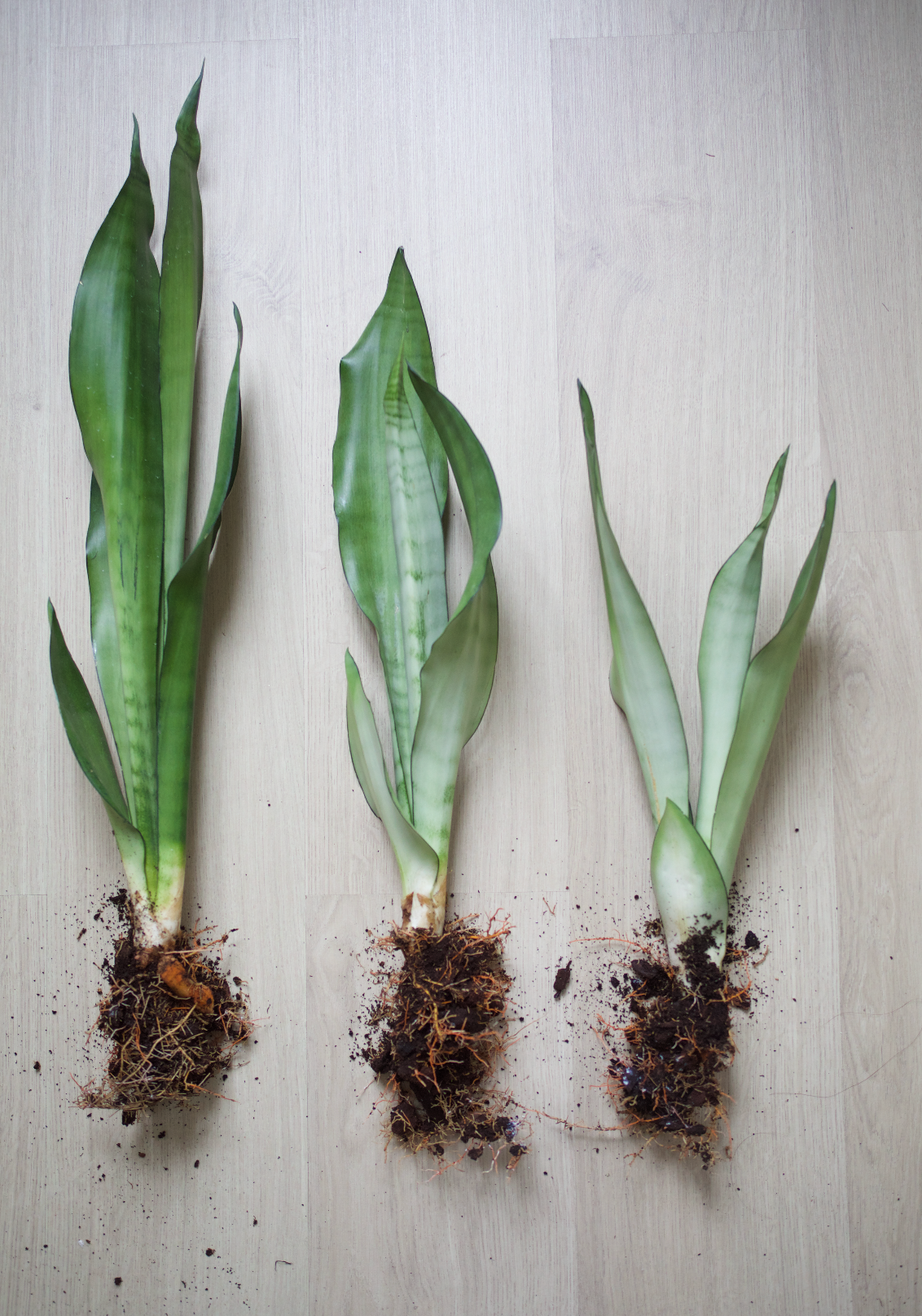 Sansevieria trifasciata 'Moonshine' – Noé