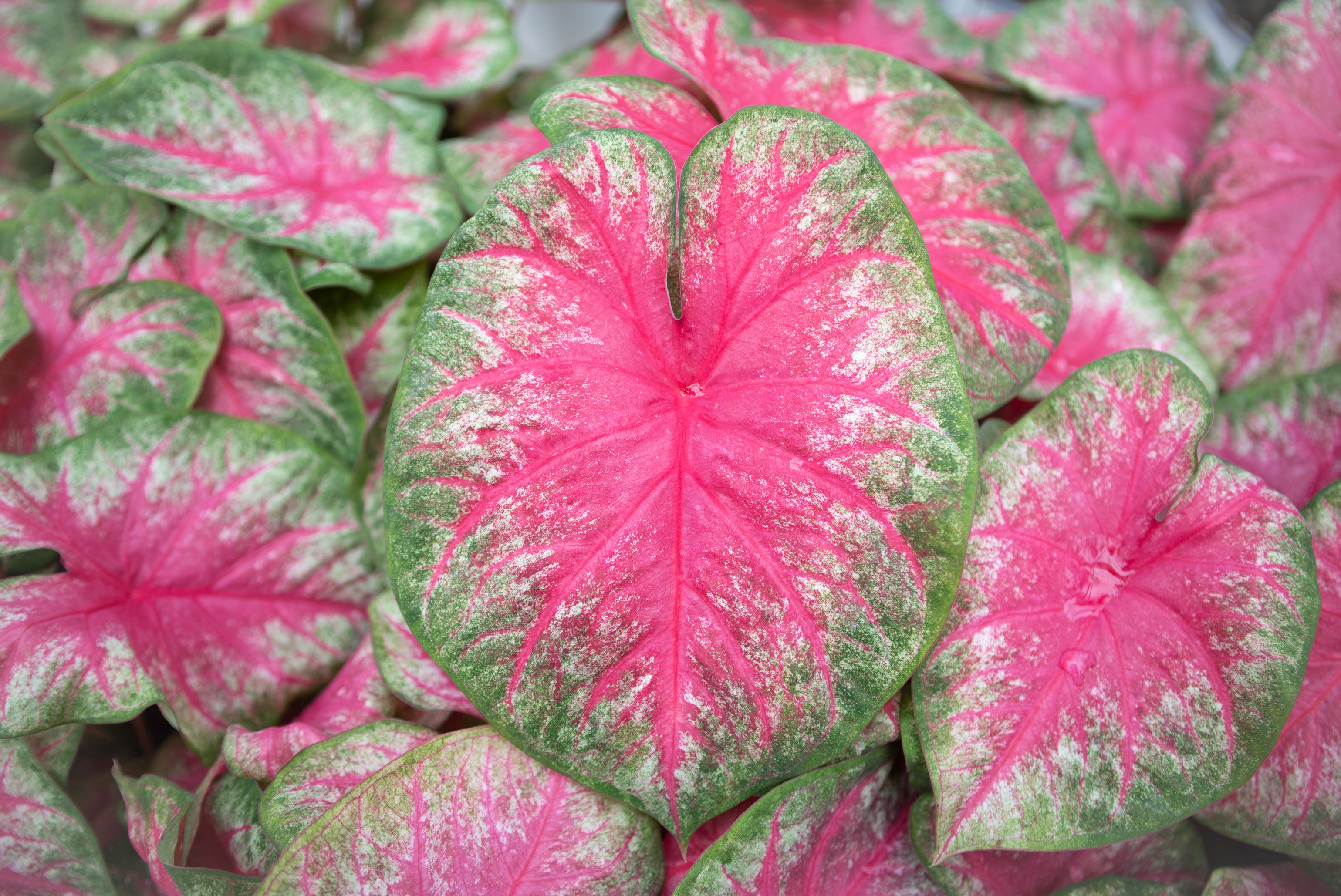  caladium  rosebud No 