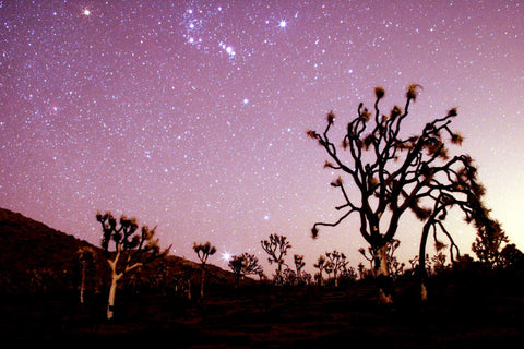 mojave desert land trust