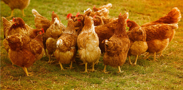 A flock of healthy chickens