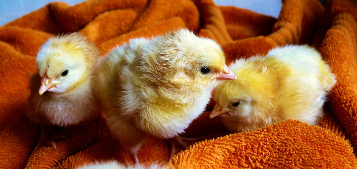 Chicks in a fluffy warm blanket