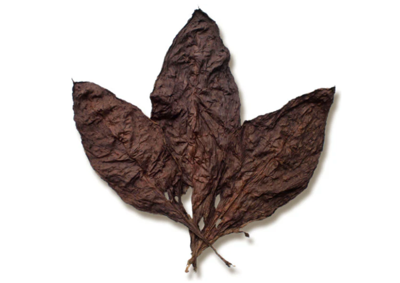 dark leaf tobacco.png__PID:6cb8d1ae-5ee9-4c6f-aeff-122a2f8ca993