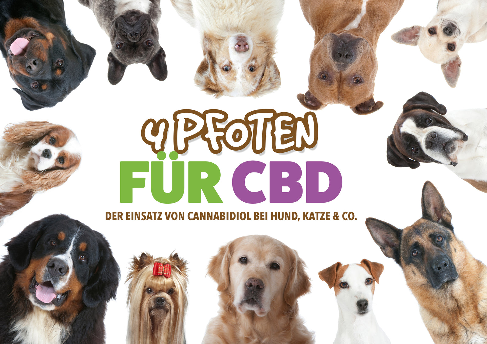 4 Pfoten für CBD - Der Einsatz von Cannabidiol bei Hund ...