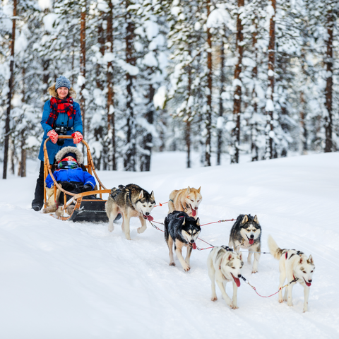 dog sledding