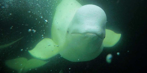 Beluga Whales