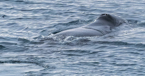 Bow Head Whale. Picture Credit- Adventure Canada
