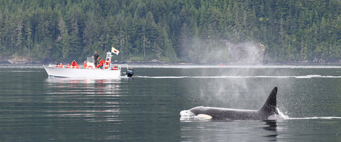 Whale Watching At Deep Cove. Picture Credits- JTowers
