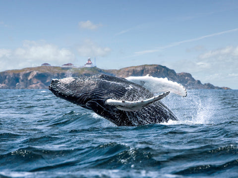 Humpback Whale. Picture Credit- Government of Newfoundland and Labrador