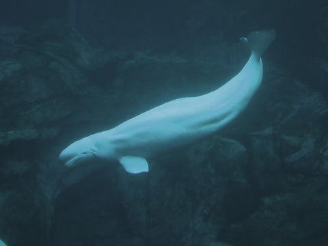 Beluga Whales. Picture Credit- Government Of Yukon : Greg Hume