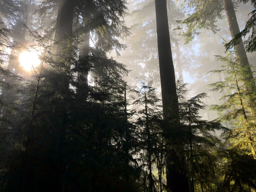 Oregon Timber Mountain Bike Trail Route