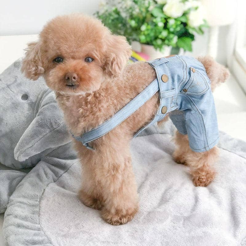 dog fashion