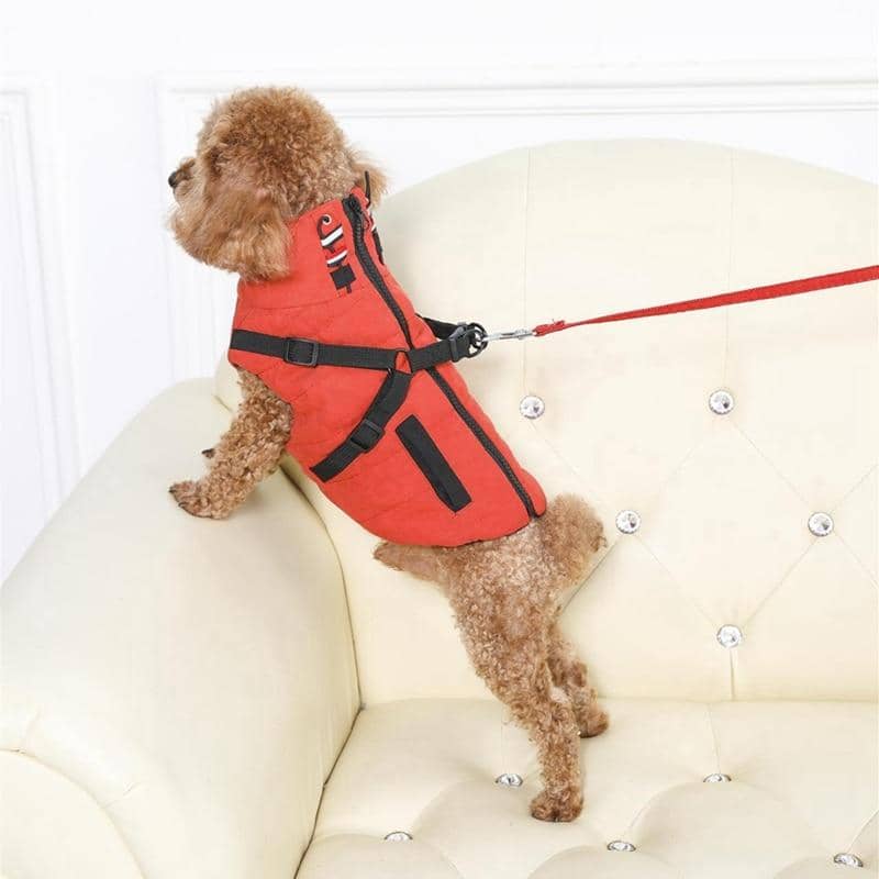 toy poodle harness