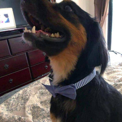 bow tie leash