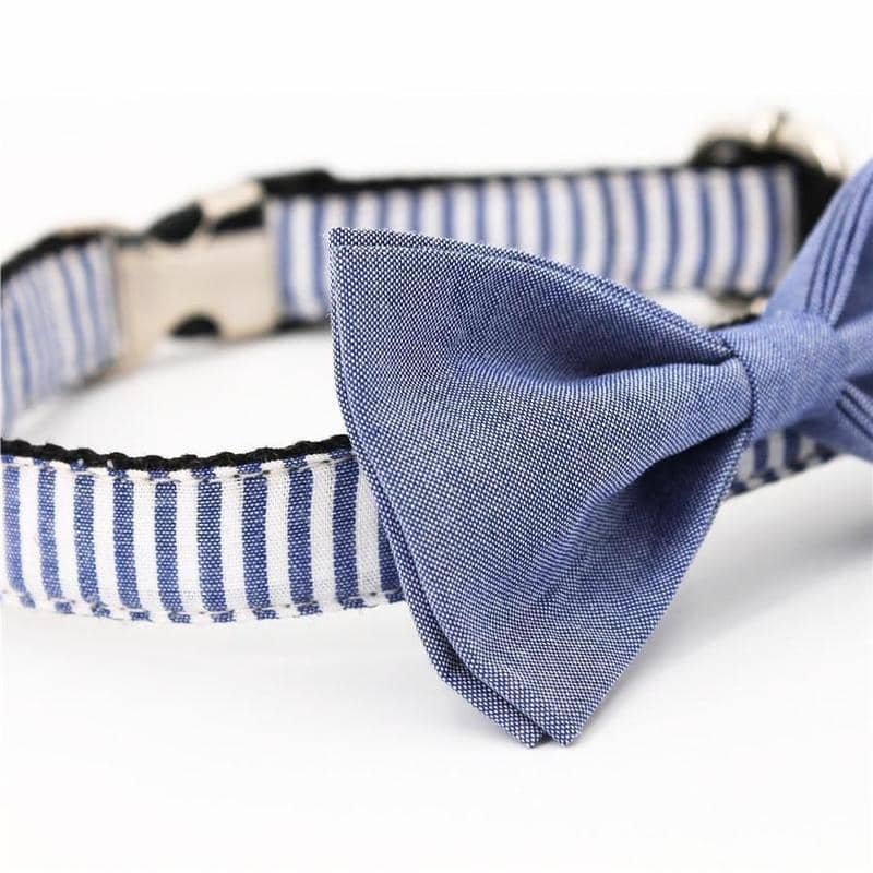 dog collar and bow tie