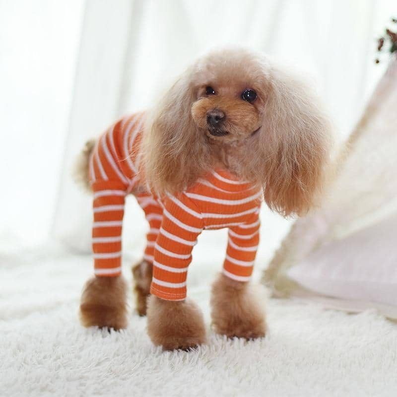 dog fashion clothes