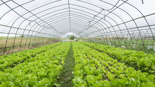 High Tunnel Gothic Arch Green House