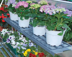 Stacked shelving with potted plants on it growing in a greenhouse