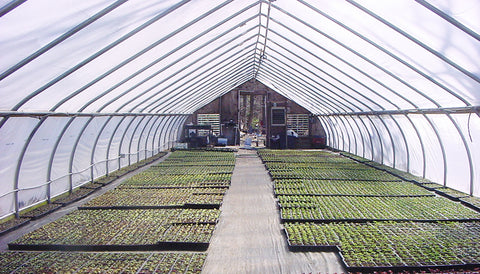greenhouse tunnel greenhouses coldframe